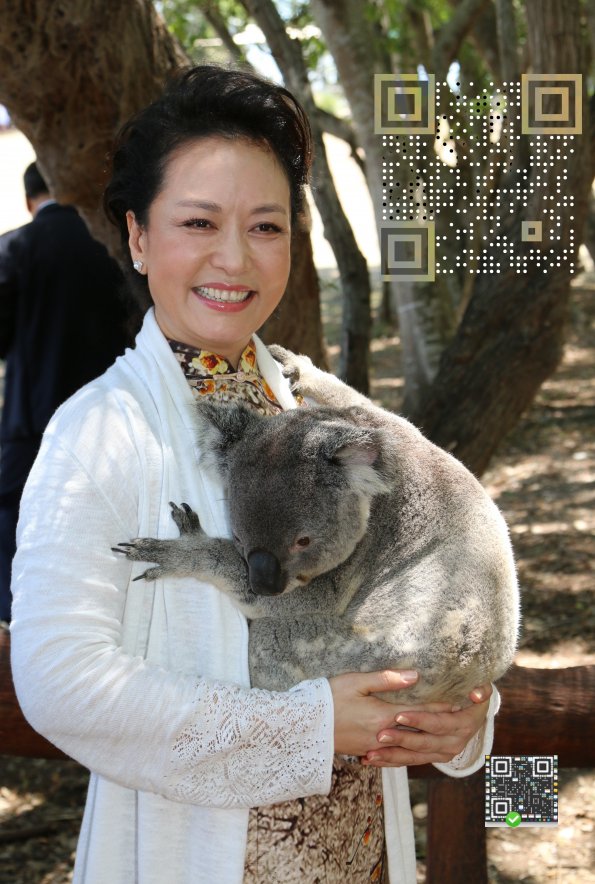 koala.net